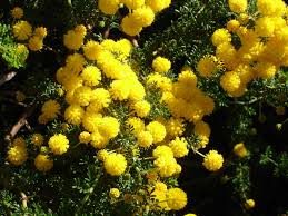 Image result for Acacia lasiopetala