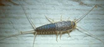 How can i keep silverfish out of my basement griffin pest solutions. Silverfish Warning Sign