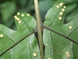 Image result for Tectaria fernandensis