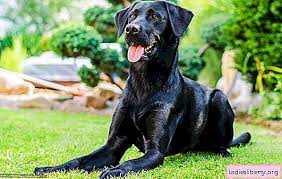 Seperti yang telah kita diskusikan, konteks dan asosiasi kebiasaan penting ketika berbicara tentang bagaimana kita membaca mimpi kita. Kenapa Anjing Hitam Bermimpi Tafsiran Utama Tentang Impian Anjing Hitam Astro