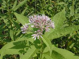 It typically grows in moist woodlands, and the you can gather wild seeds to scatter, or purchase seedlings from your local garden nursery. Sweet Joe Pye Weed Eutrochium Purpureum