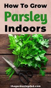 How To Grow Parsley 12 Quick Tips Growing Herbs In Pots Growing Parsley Growing Parsley Indoors