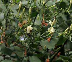 Image result for Jasminum fluminense