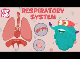 Dust and other foreign particles are trapped and filtered out of the air by tiny hairs and a layer of mucus that line these passages. Respiratory System The Dr Binocs Show Learn Videos For Kids Youtube