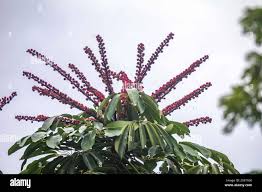 Image result for Cecropia pachystachya