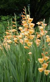 Image result for Gladiolus dalenii