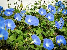 Image result for Ipomoea Heavenly Blue