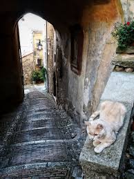 The Guardian Cats Kedi Hayvanlar