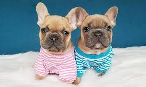 Find french bulldogs, also known as frenchies, for sale in illinois at dreamcatcher hill puppies. The Cutest Photos Of French Bulldog Puppies Popsugar Pets