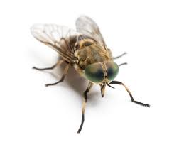 What Is A Horsefly How Do You Treat A Bite What Do Horseflies Look Like And How Common Are They In The Uk