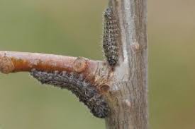 Image result for Pygaera timon