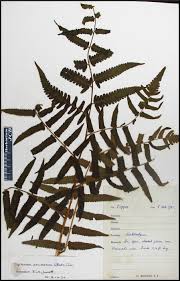 Image result for Diplazium humbertii