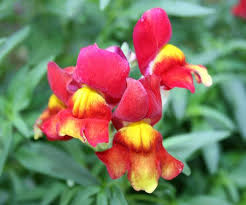 Jun 17, 2021 · great plants, one and all, fm. Flowers To Plant In Early Spring Snapdragon Flowers Early Spring Flowers Spring Flowers Names
