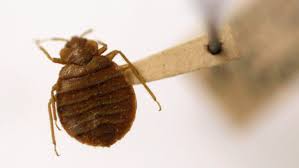 Dear customer name, as the general manager of hotel name, it has been brought to. Bed Bugs What To Know About Bedbugs Hotels And Travel