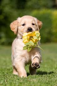 Where are golden retrievers from? Seriose Golden Retriever Zuchter Finden Goldenr De