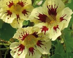 Nasturtium Orchid Cream Territorial Seed Nasturtium Purple Flowering Plants Flowers Perennials
