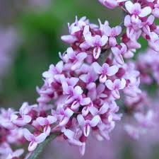 Branch against blue sky closeup. Eastern Redbud Plant Care Growing Guide