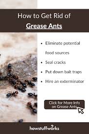 Using a plastic straw, tap the end into the mixture repeatedly until the straw is full of the. How To Prevent Grease Ants Food Source Get Rid Of Ants Ants