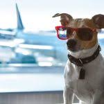 In accordance with the united states department of transportation rule also ensure that the pet's medical reports are available, along with its certificate(s) of vaccination with id for pets traveling with you in the cabin, the weight of the animal and the crate must not exceed 8 kg. 9 Most Pet Friendly Airlines In America Full List Million Mile Secrets