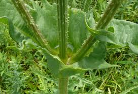 Image result for Dipsacus pinnatifidus