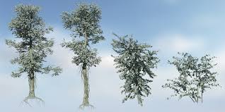 I have three silver dollar gum plants growing; Silver Dollar Eucalyptus Species Pack Speedtree