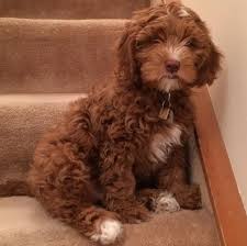 The history of australian labradoodles. Testimonials Prairie Doodles