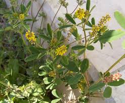 Image result for Melilotus indicus