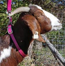 2,141 goat collars products are offered for sale by suppliers on alibaba.com, of which men's jackets & coats accounts for 10%, animal fur accounts for 1%, and pet collars & leashes accounts for 1%. Nylon Goat Collar Weaver Livestock Halters Collars Leads Show Goat Showing Grooming Farm