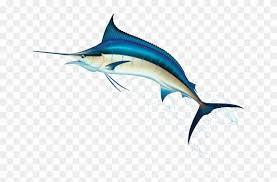 How is a marlin and a swordfish different? Swordfish Clipart Blue Marlin Bill Fish Clip Art Free Transparent Png Clipart Images Download