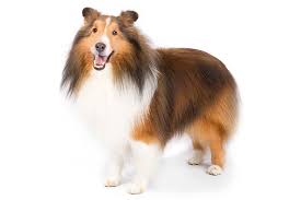 shetland sheepdog dog breed information