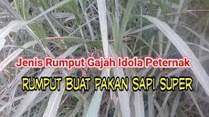Check spelling or type a new query. Jody Marsh Tes Psikotes Rumput Gajah