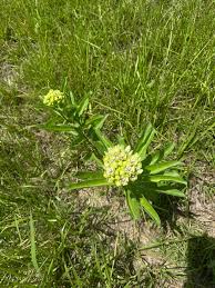 Image result for Asclepias graminifolia