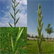 Image result for Lolium multiflorum