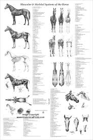 Sztuka Horse Equine Muscle Skeletal Anatomy Veterinary