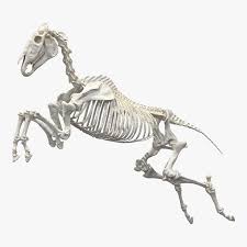 Maybe you would like to learn more about one of these? Jumping Horse Skeleton 3d Model Turbosquid 1341399 Horse Jumping Horses Horse Anatomy
