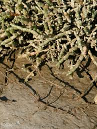 Image result for Sarcocornia perennis