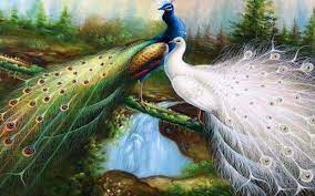 Best And Beautiful Wallpapers Free Download Peacock Wallpaper Peacock Pictures Bird Wallpaper