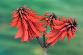 Image result for Erythrina sacleuxii