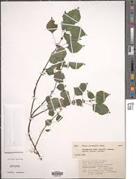 Image result for Pilea rivularis