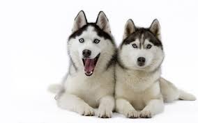 gkhn adli kullanicinin doga panosundaki pin husky sibirya husky kopek turleri
