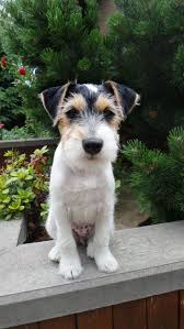 Breeders were determined to combine a variety of popular pups into once your jack russell terrier has mastered basic obedience, he can move up to advanced obedience, trick training, and agility work. Jack Russell Terrier Wasi M An Old Soul Jack Russell Terrier Jack Russell Dogs