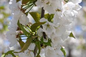 Check spelling or type a new query. Kirschblute Im Jerte Tal Extremadura Urlaub De