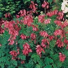 Spring Hill Nursery Shade Perennials Plants Ground Cover Plants