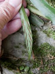 Image result for Loxogramme