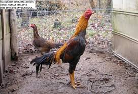 Tel 0543 699 53 90 Ciftligimiz Bunyesinde Cikma Garantili Kuluckalik Hint Yumurtasi Hint Horozu Yavru Kart Tavuk Civciv Ve Balik Unu Temin Ede Horoz Resim Hint