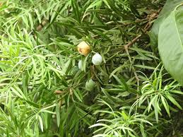 Image result for Nageia