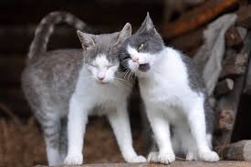 Registriert seit 29.01.2005 beiträge 4.588 gefällt mir 1. Fortpflanzung Und Paarungsverhalten Bei Katzen Herz Fuer Tiere De
