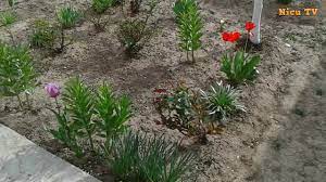 Basket of late summer flowers în aer liber. Gradina Cu Flori Din Fata Casei Aprilie 2018 Youtube