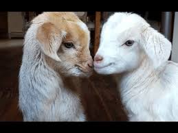Cute Baby Goats Funny Newborn Goats Youtube