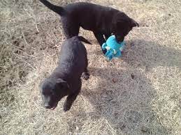 Check spelling or type a new query. Newfoundland Labrador Mix Pups For Sale In Vancouver Washington Classified Americanlisted Com
